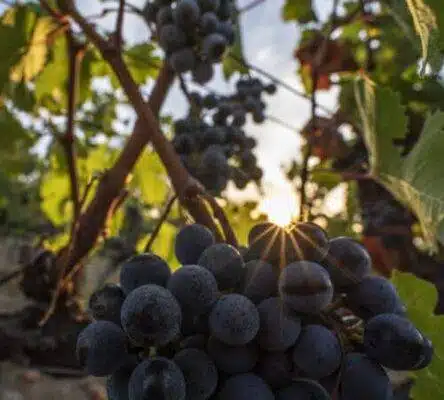 Fotoaufnahme zeigt Rebsorte Merlot