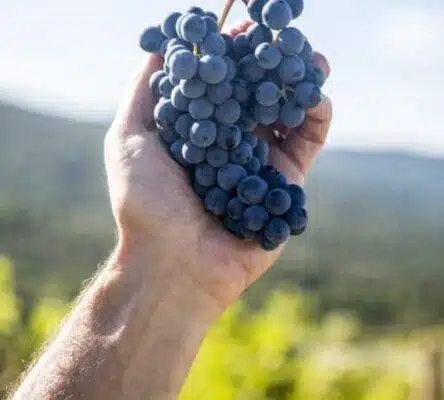 Das Bild zeigt Rebsorte Cabernet Sauvignon