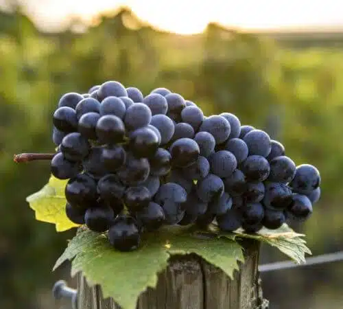 Reife rote Weintraube