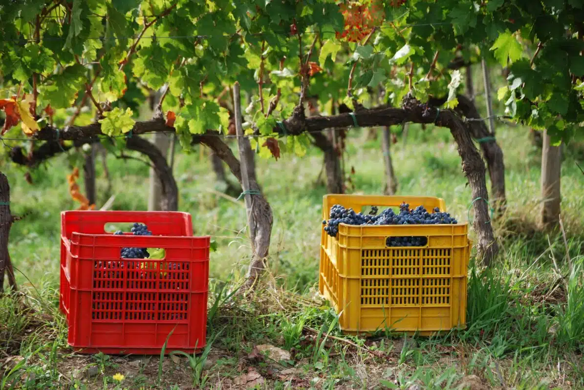 Fotoaufhname zeigt Sangiovese Traube
