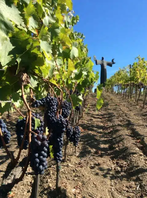 Foto Aufnahme zeigt, Weinberg von Il Molino di Greace, mit Statue von Heilige Franziskus