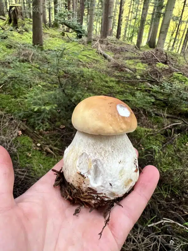 Fotoaufnahme von einer Hand, die einen Steinpilz im Wald hält.