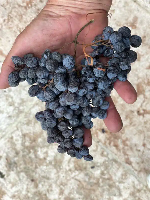 Fotoafnahme Zeigt die Rebsoirte Corvina