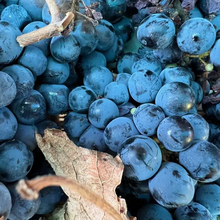 Fotoaufnahme zeigt Rebsorte Sangiovese aus Italien