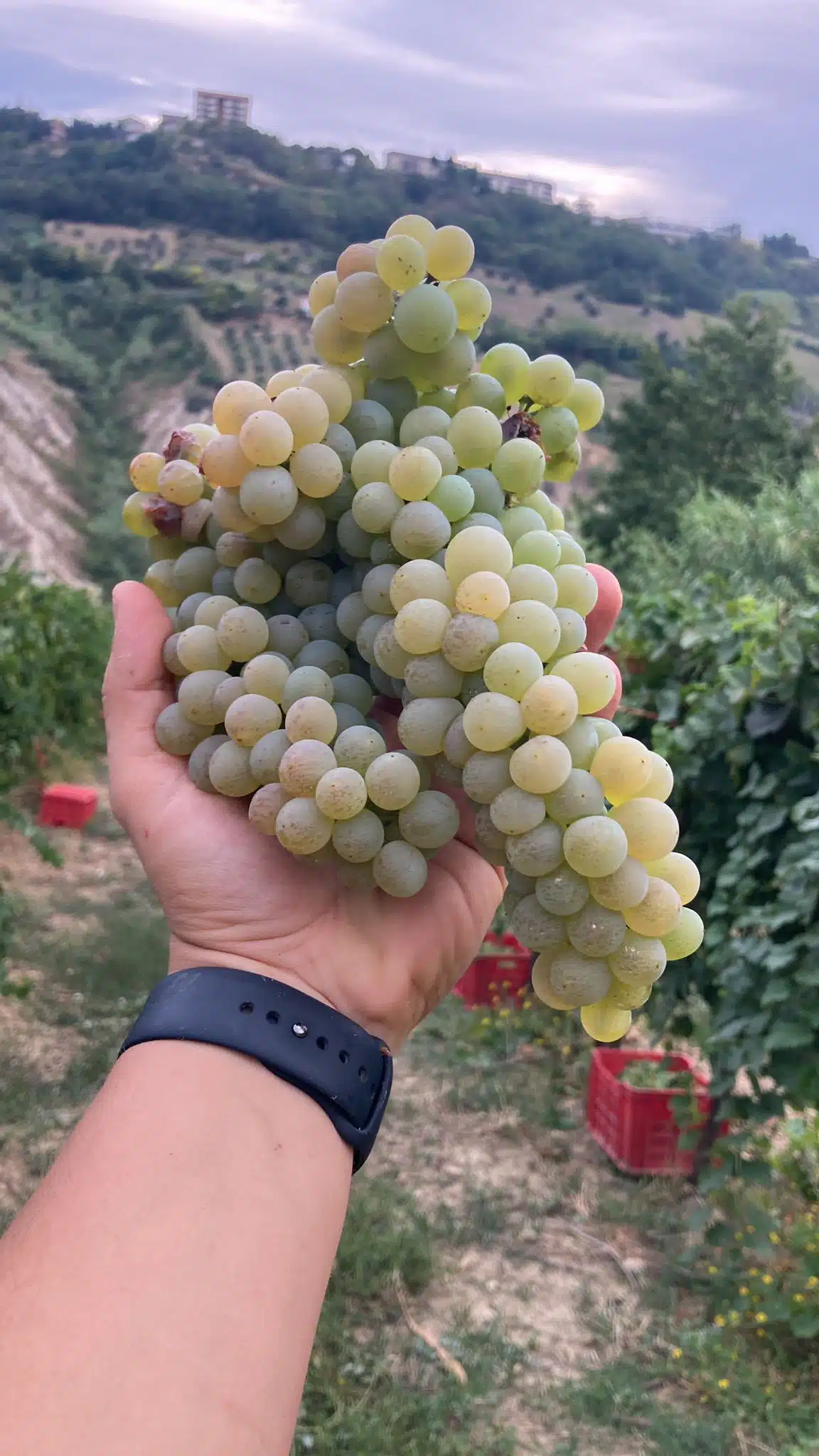 Fotoaufnahme zeigt Rebsorte Pecorino aus Italien