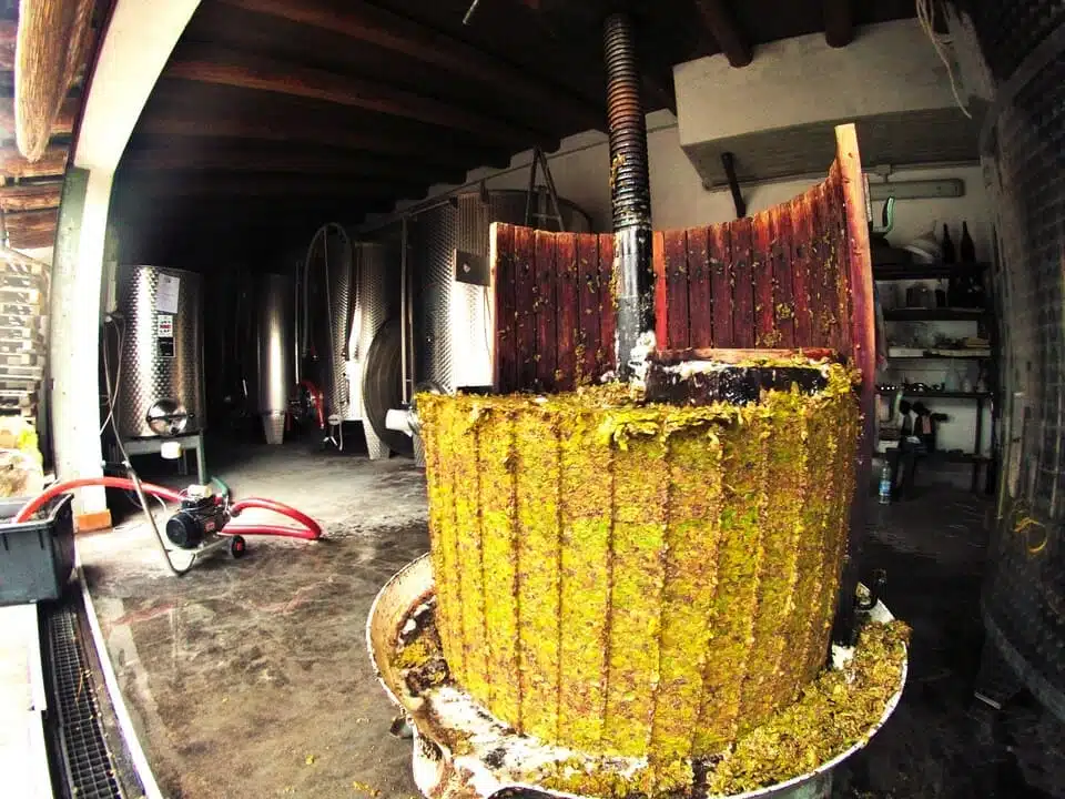 Die Foto aufnahme zeigt Rebsorte Arneis bei Mazeration