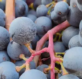 Die Fotoaufhname zeit Rebsorte Gamba di Pernice