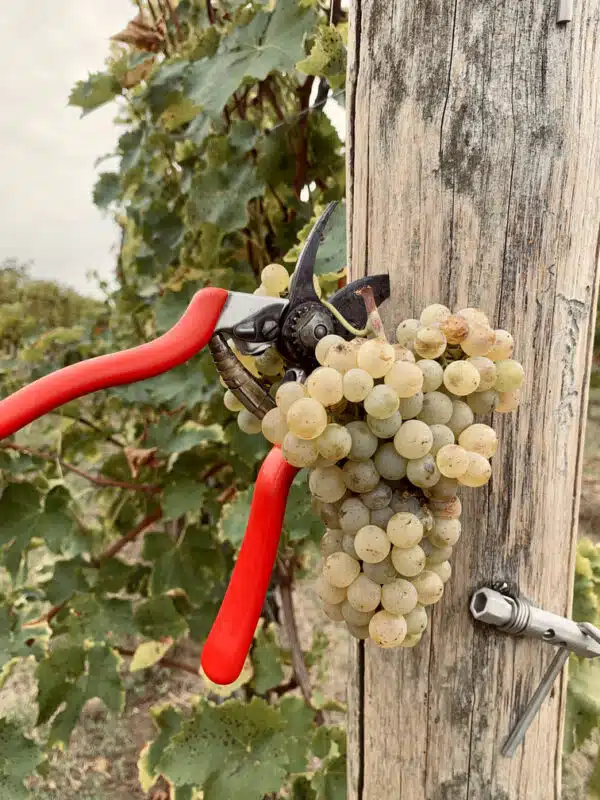 Fotoaufnahme zeigt Rebsorte Tocai aus Italien