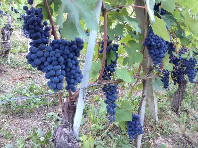 Fotoaufnahme zeigt Rebsorte Nebbiolo aus Italien