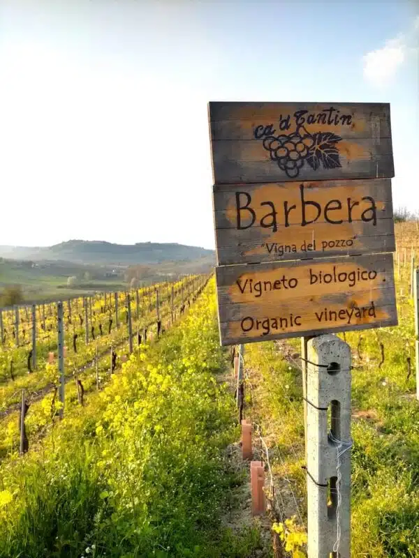 Fotoafhname zeigt ein Weinberg in Piemont