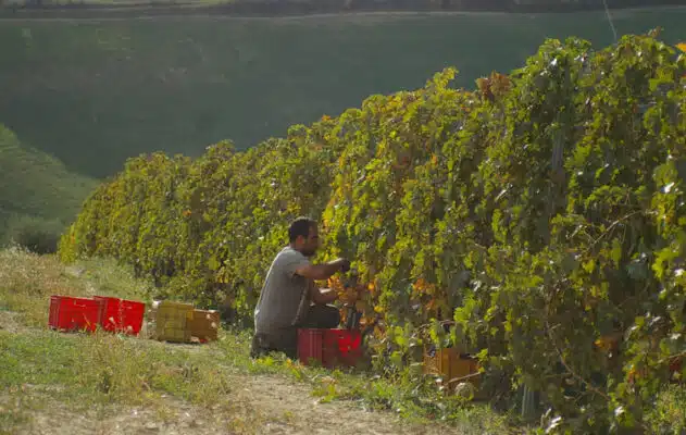Photograph shows vineyards with the Trebbiano grape variety in Abruzzo 