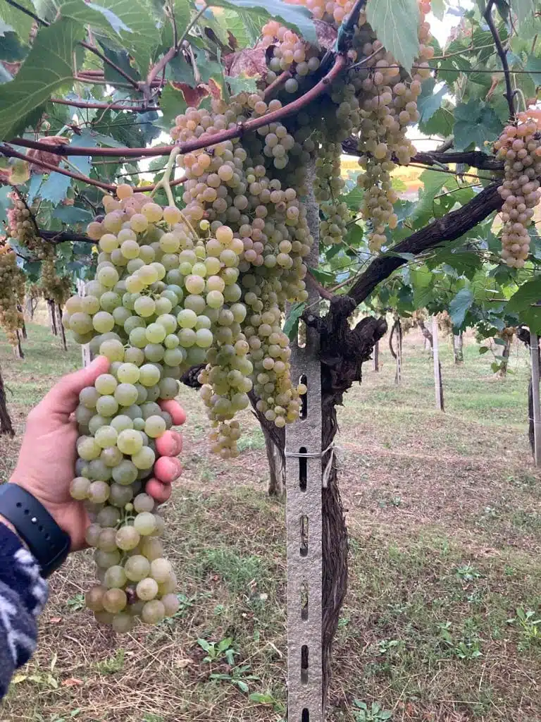Fotoafnahme zeigt Rebsorte Trebbiano