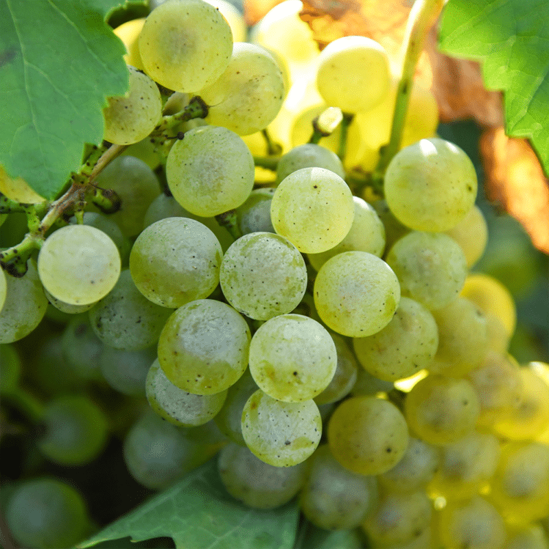 Das Bild zeig die Rebsorte Chardonnay.