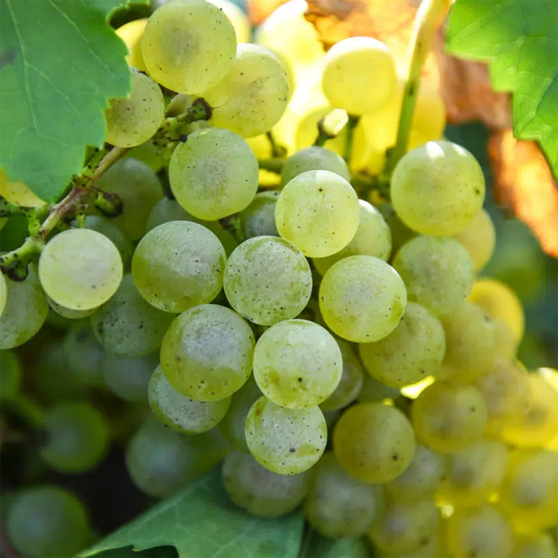 Das Bild zeig die Rebsorte Chardonnay.